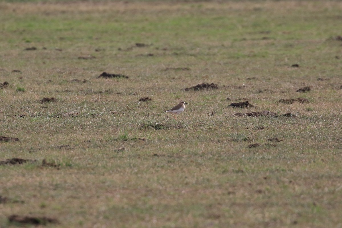 Oriental Plover - ML646568875