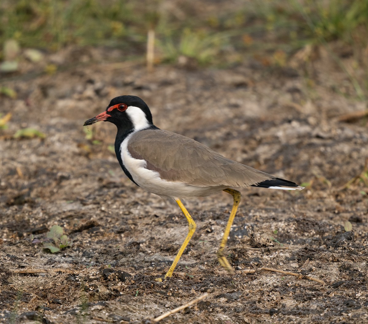 Red-wattled Lapwing - ML646568877