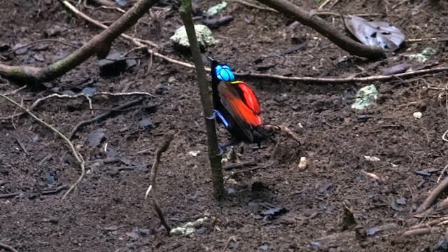 Wilson's Bird-of-Paradise - ML646568888