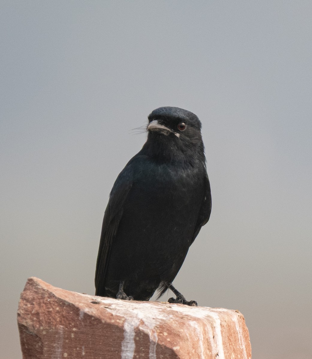 Black Drongo - ML646568892
