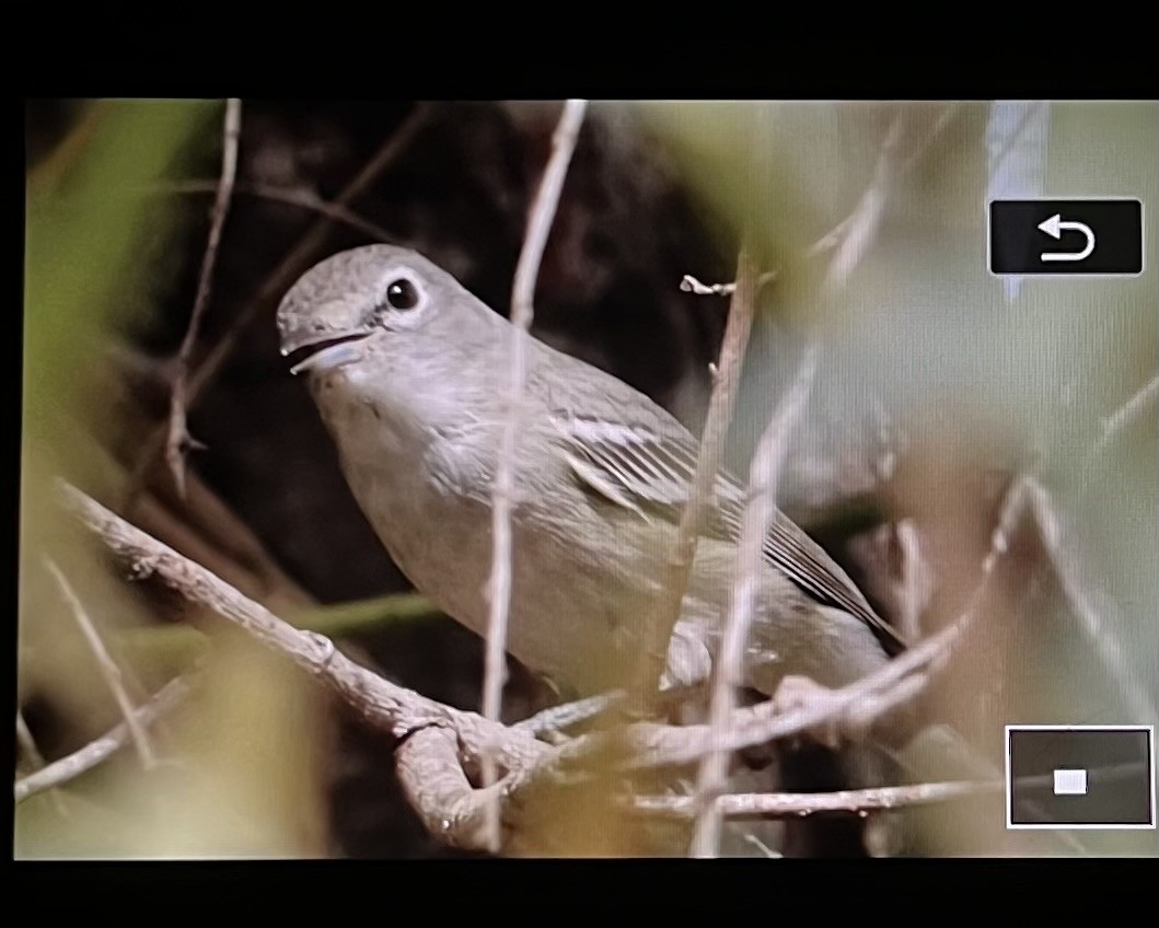 Plumbeous Vireo - ML646568893