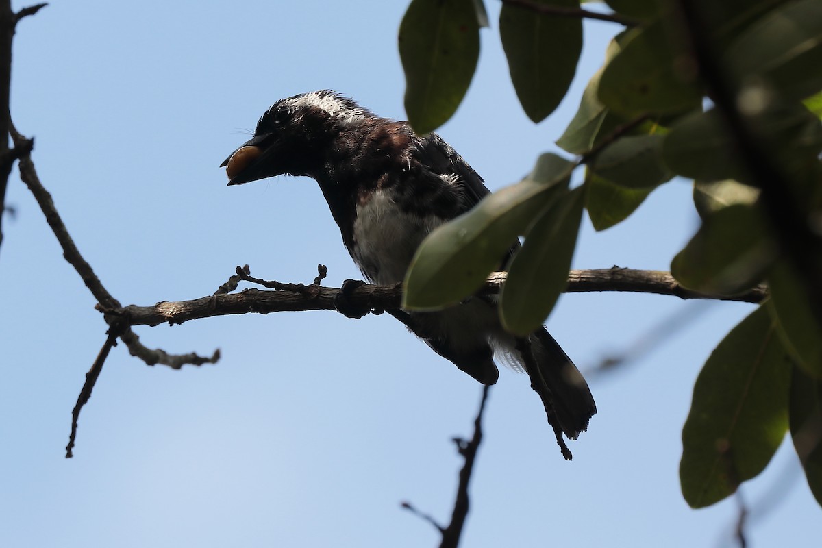 White-eared Barbet - ML646568894