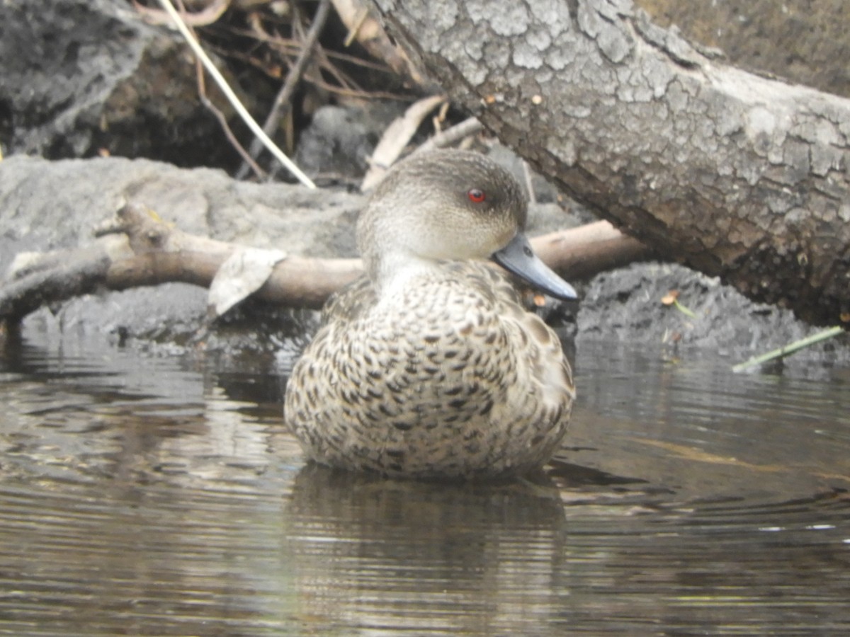 Avustralya Gri Çamurcunu - ML646568897