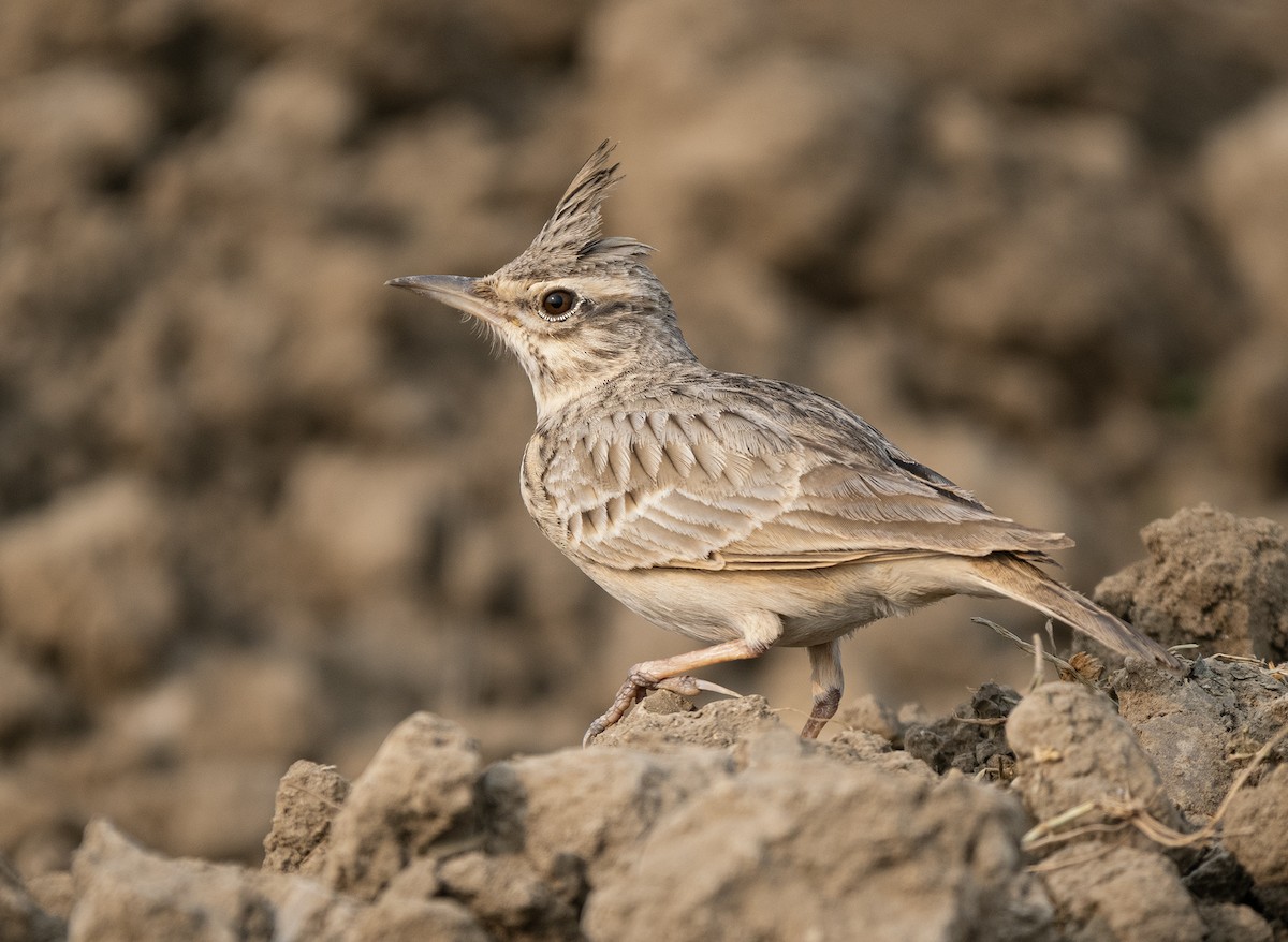 Tepeli Toygar - ML646568898