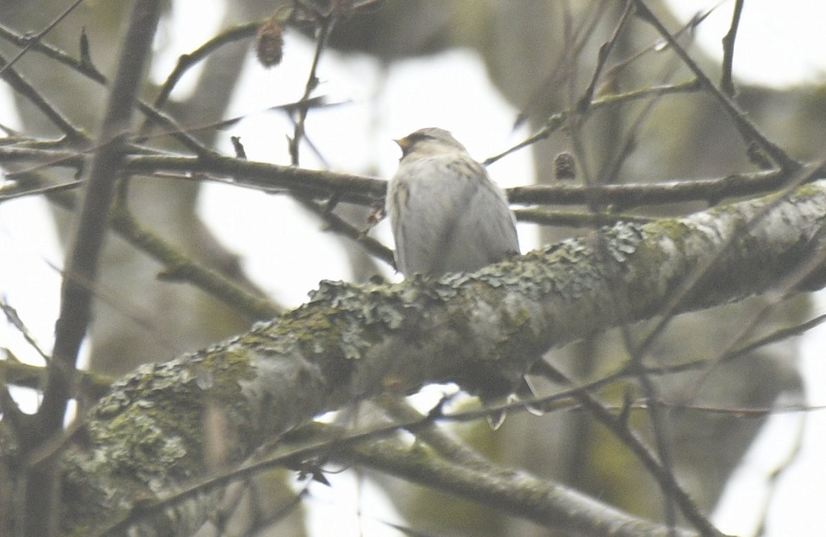Acanthis flammea flammea/rostrata/islandica - ML646568899