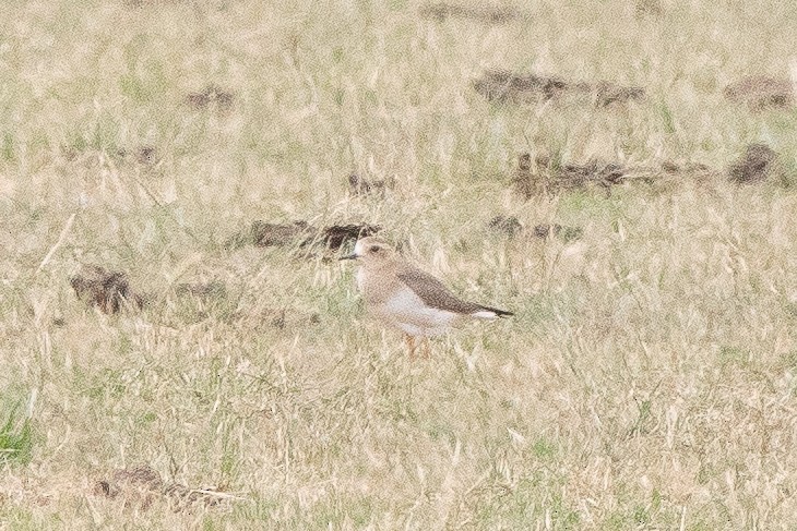 Steppenregenpfeifer - ML646568900