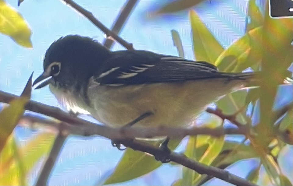 Plumbeous Vireo - ML646568901