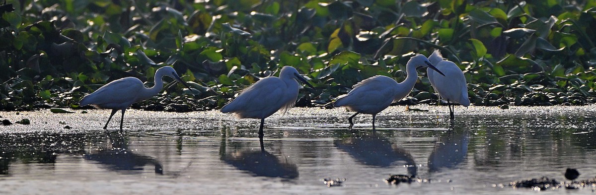 Asya Ortanca Balıkçılı - ML646568903