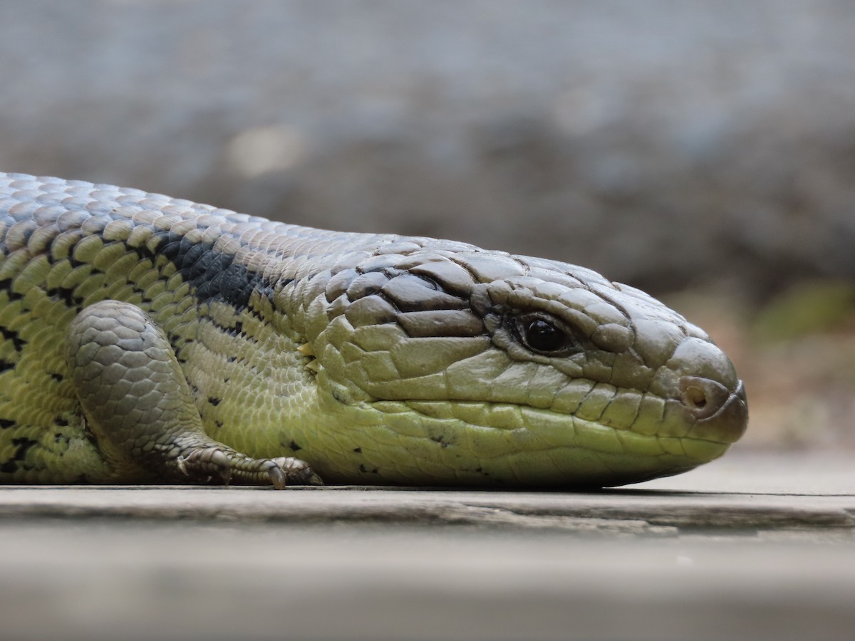 Gemeiner Blauzungenskink - ML646568905