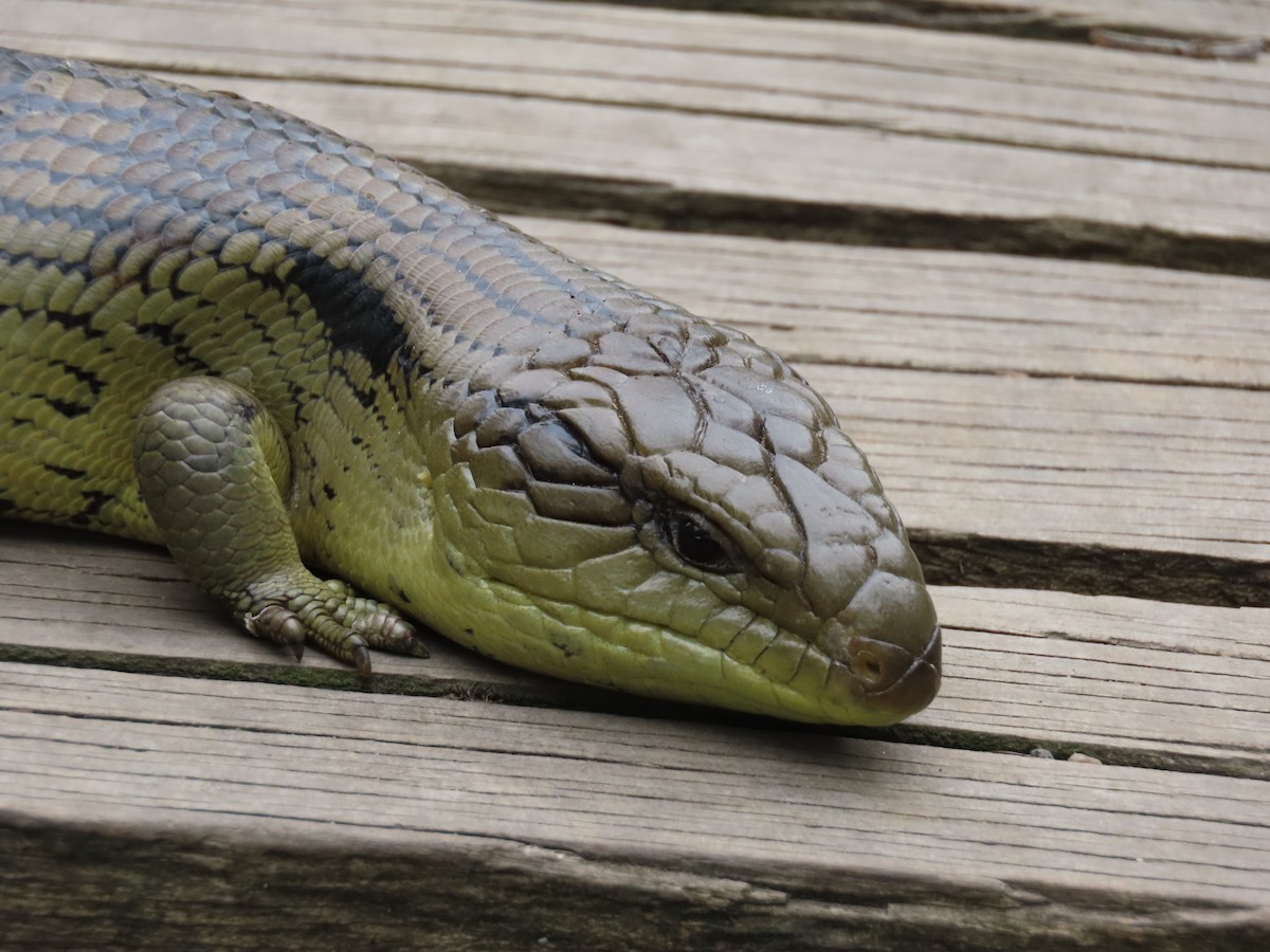 Gemeiner Blauzungenskink - ML646568906