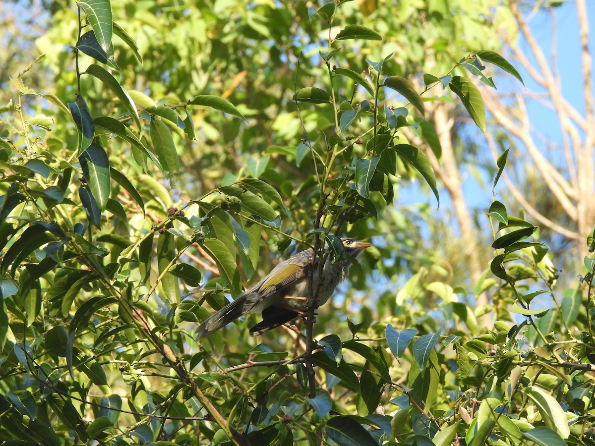 Geveze Balkuşu - ML646568908