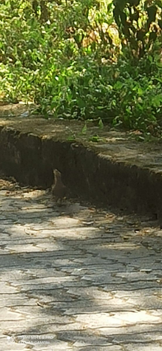 İbibik - ML646568911