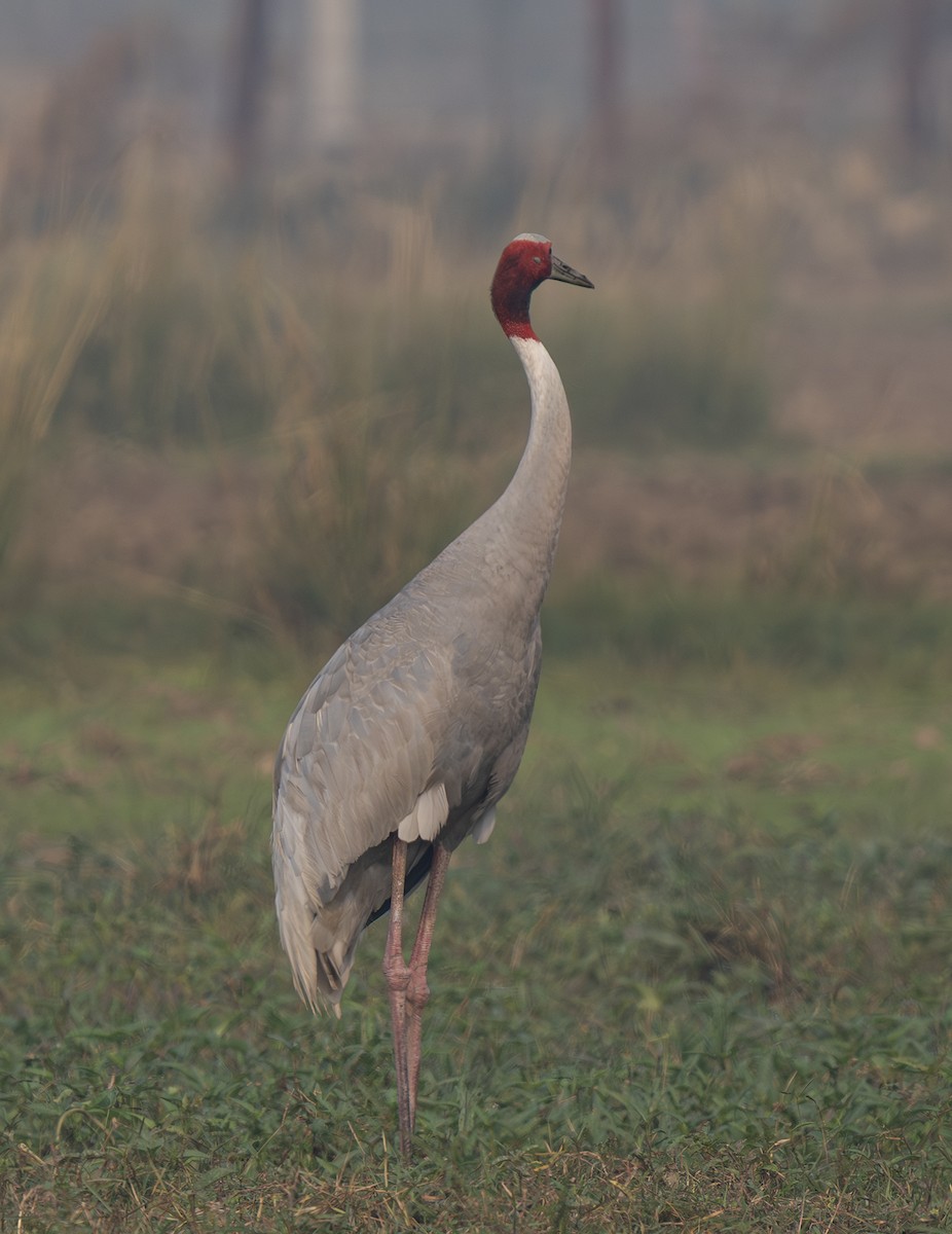 Sarus Turnası - ML646568912