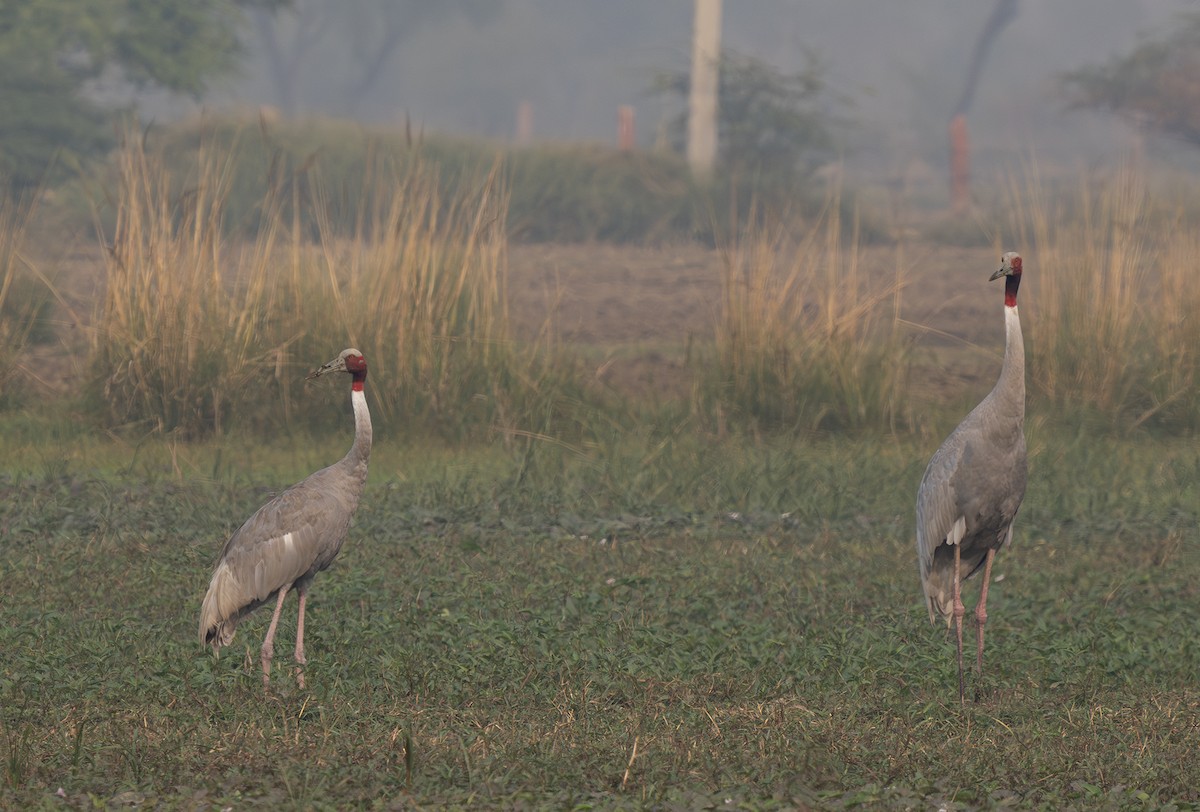 Sarus Turnası - ML646568913