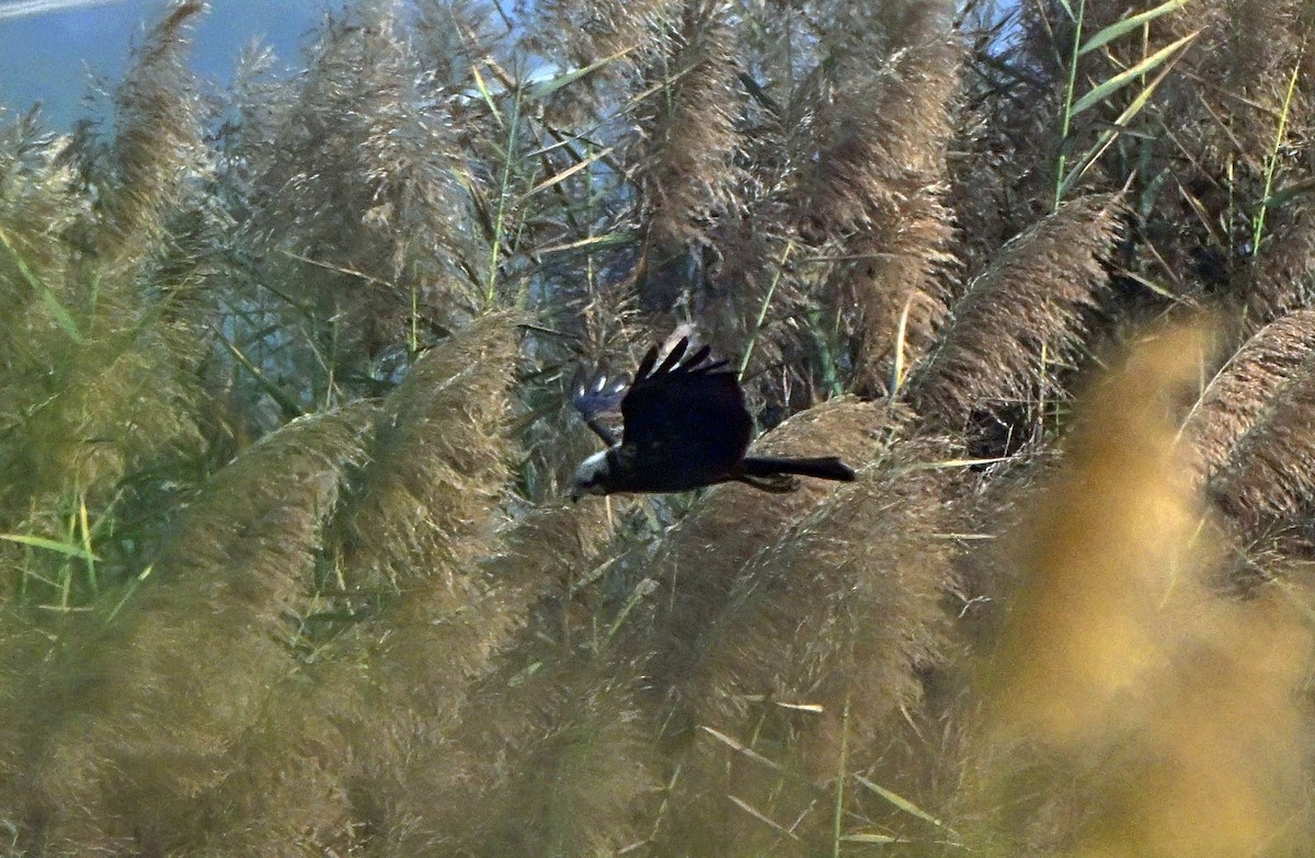 Saz Delicesi - ML646568914