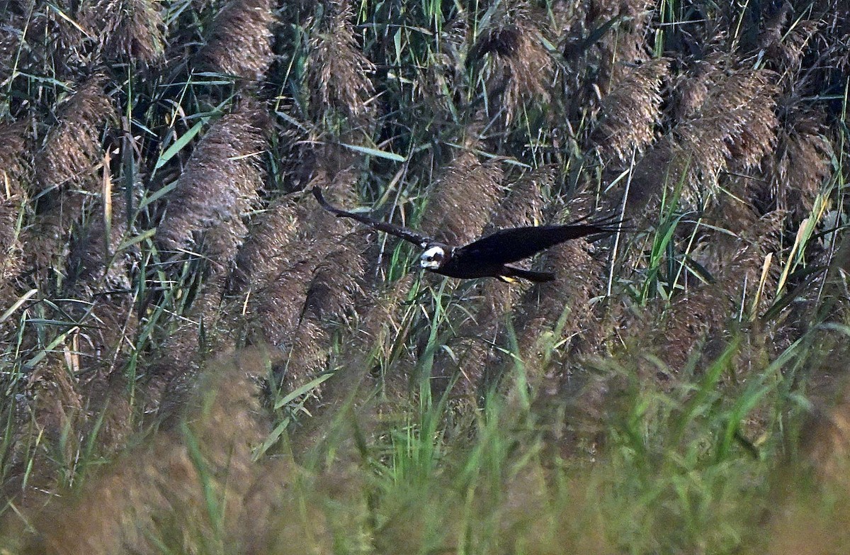 Saz Delicesi - ML646568915