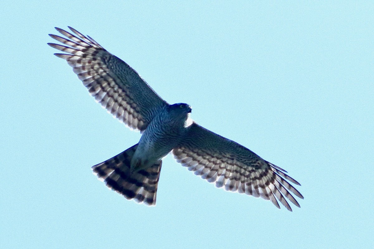 Atmaca - ML646568916