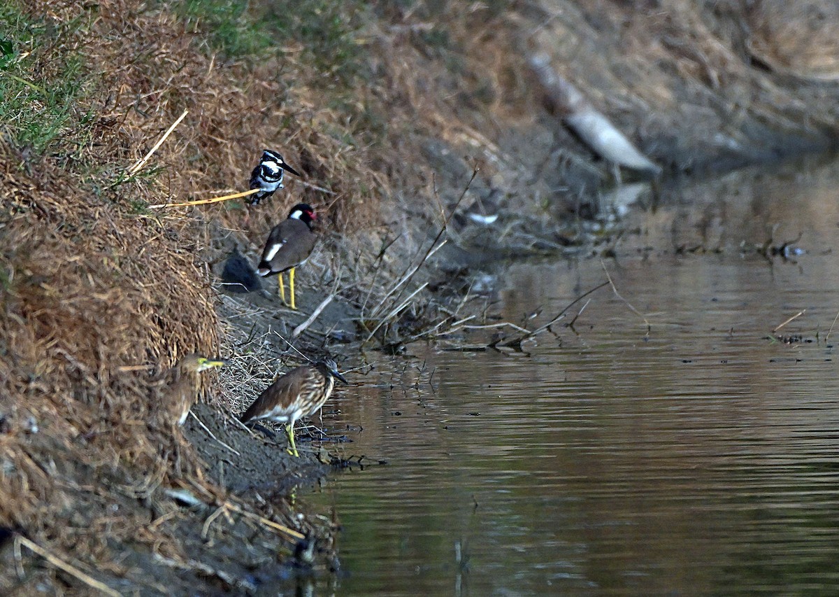 Alaca Yalıçapkını - ML646568918