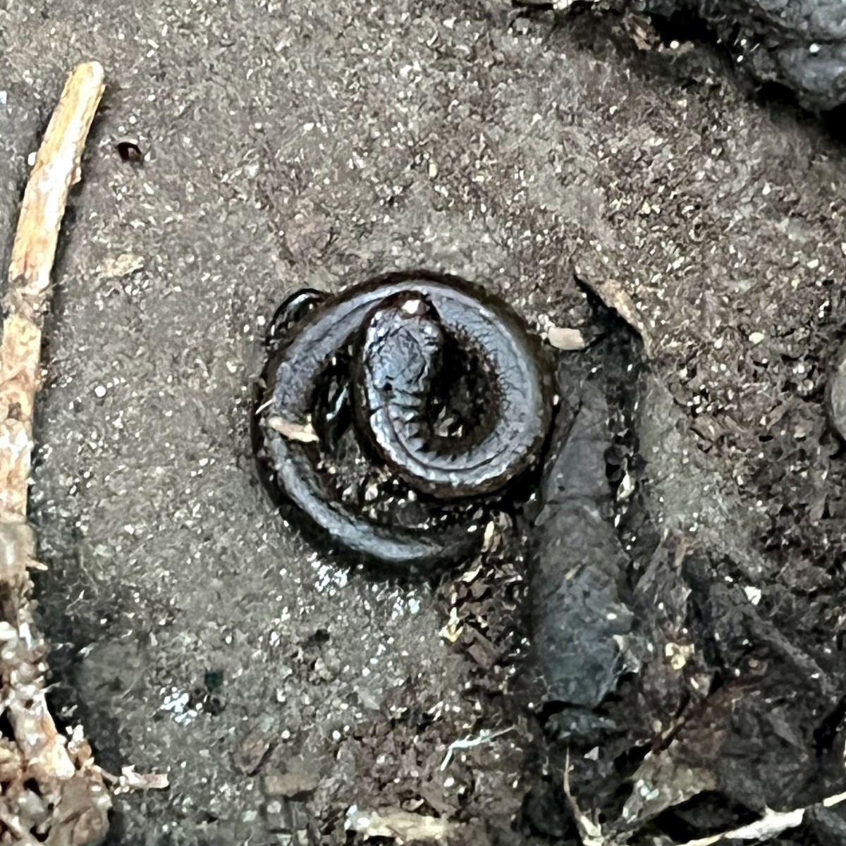 Batrachoseps de Californie - ML646568921