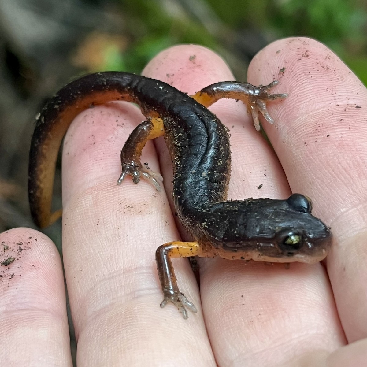 Ensatine variable - ML646568922