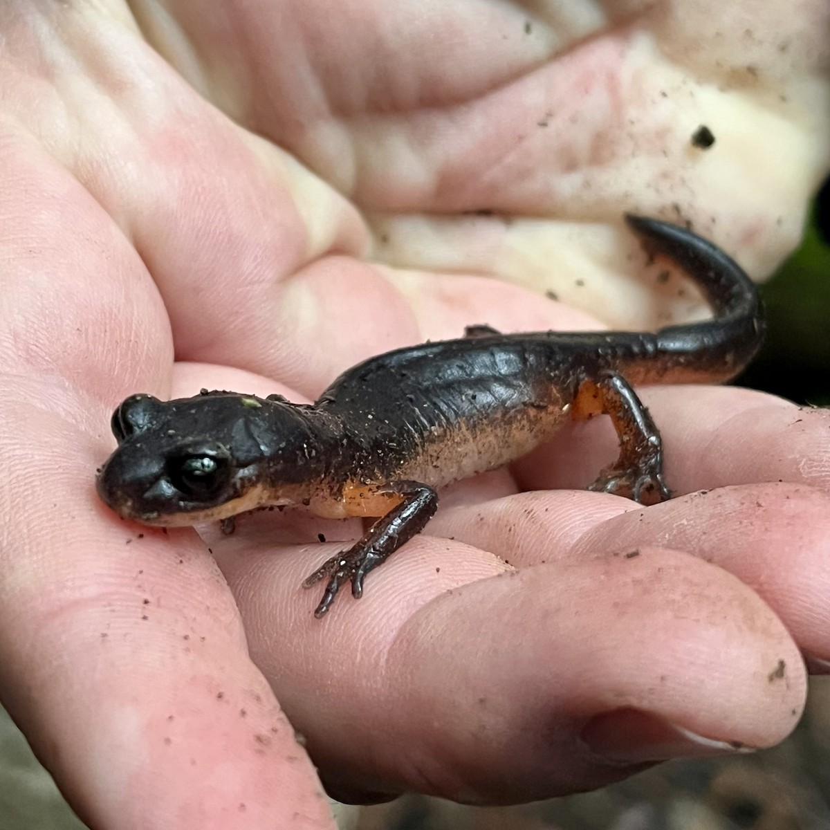 Ensatine variable - ML646568923