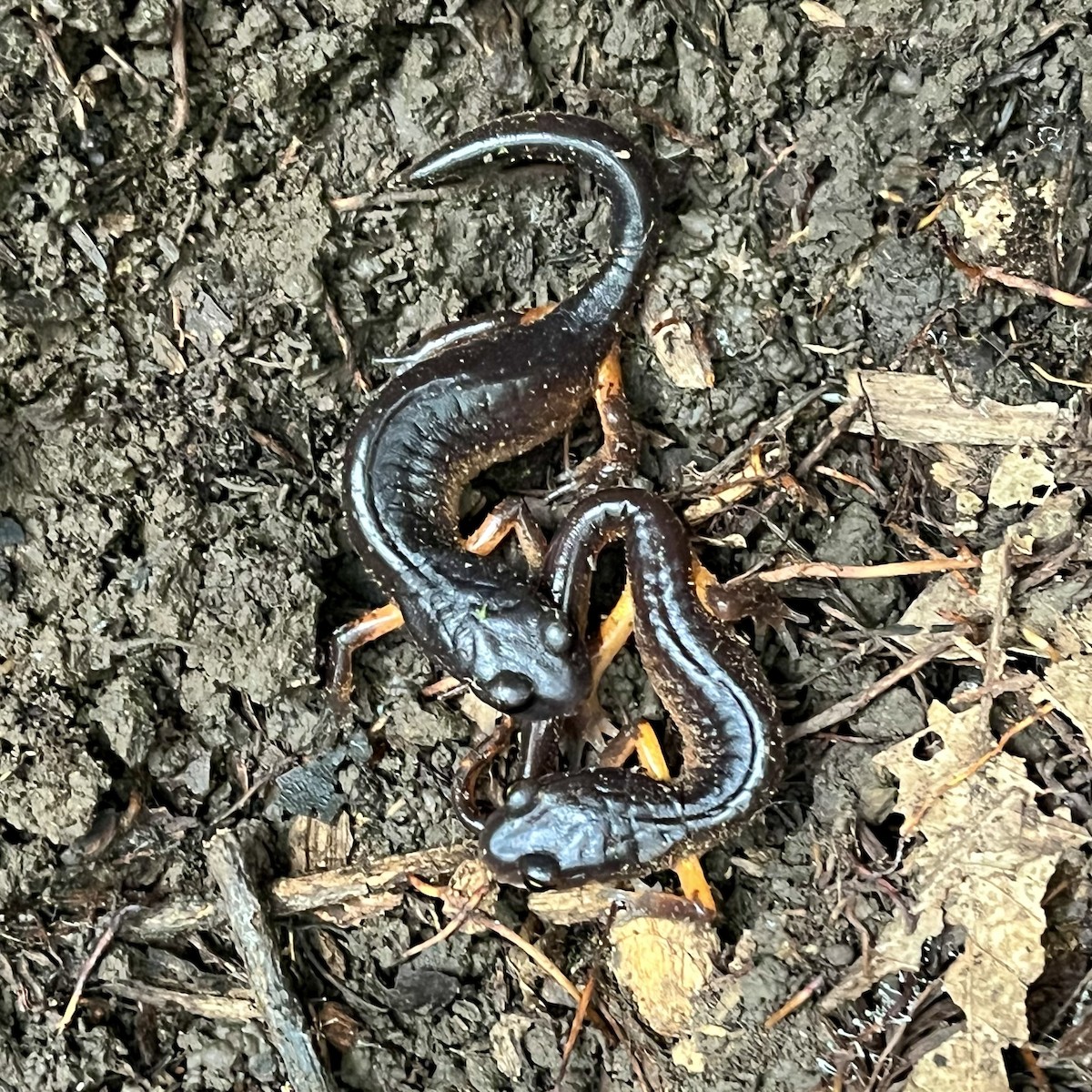 Ensatine variable - ML646568924