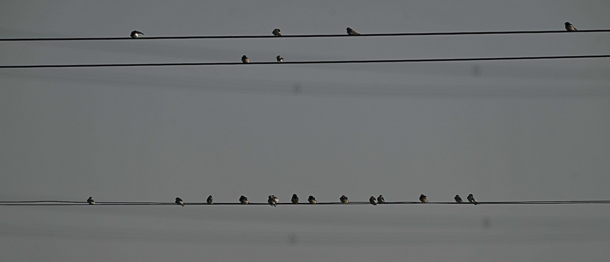 Kır Kırlangıcı - ML646568926