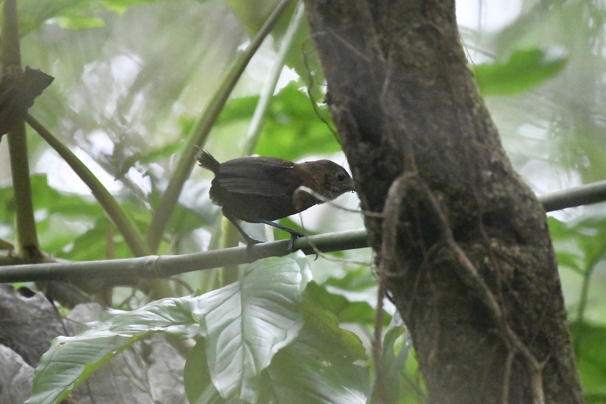 Nava Çıtkuşu - ML646568928