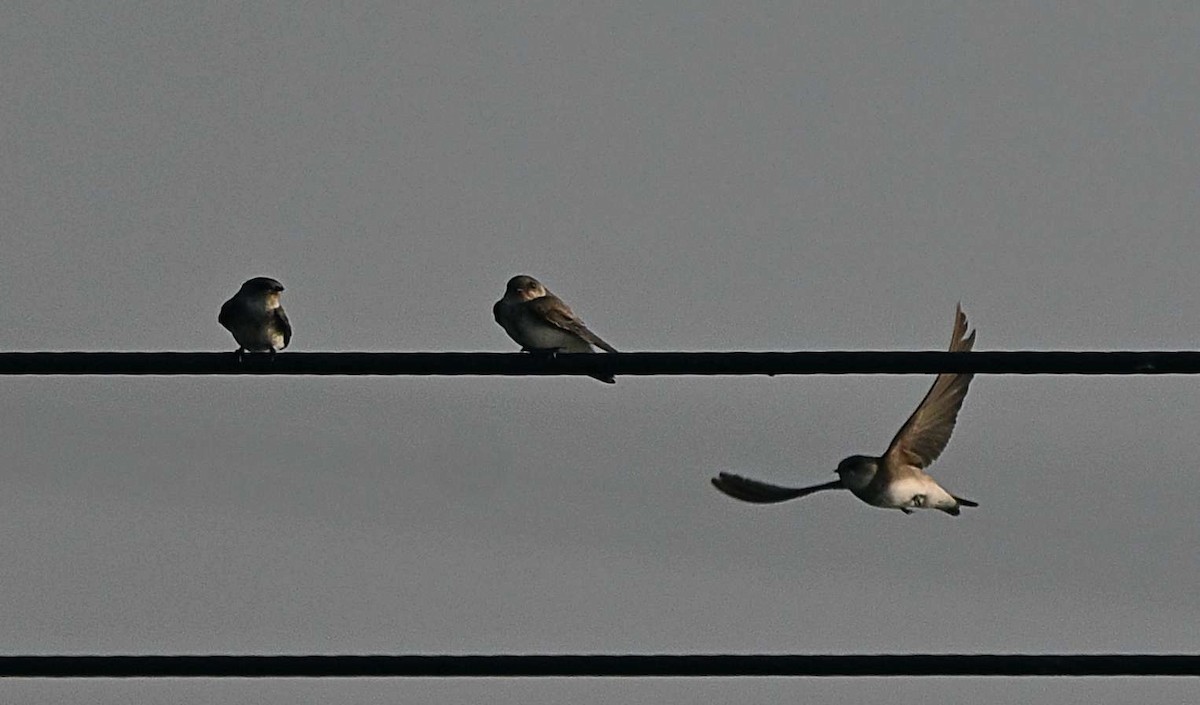 Kır Kırlangıcı - ML646568930