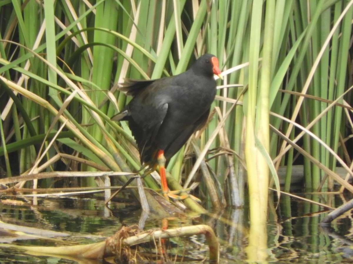 Karaca Sutavuğu - ML646568931