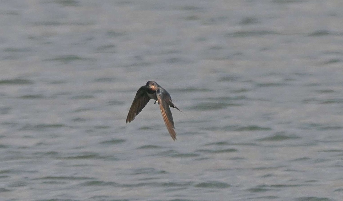 Kır Kırlangıcı - ML646568934