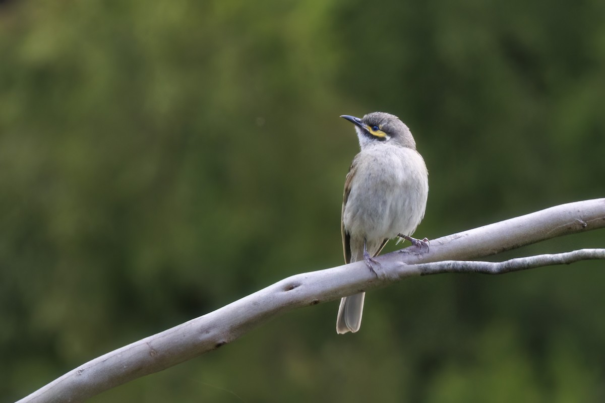 Sarı Yanaklı Balkuşu - ML646568936