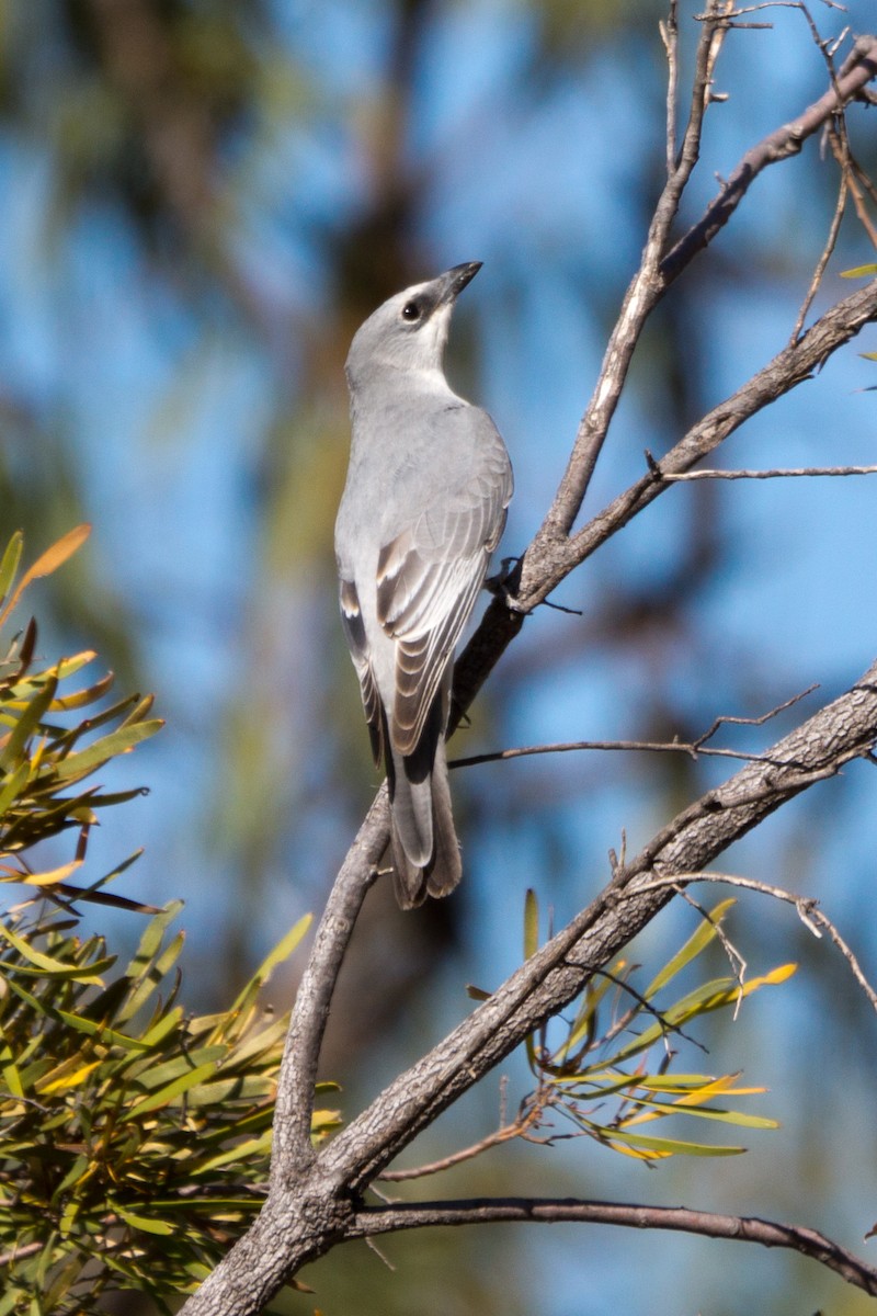 Ak Karınlı Tırtılyiyen - ML646568937