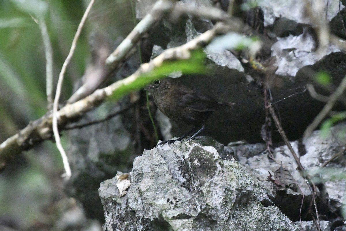 Nava Çıtkuşu - ML646568939