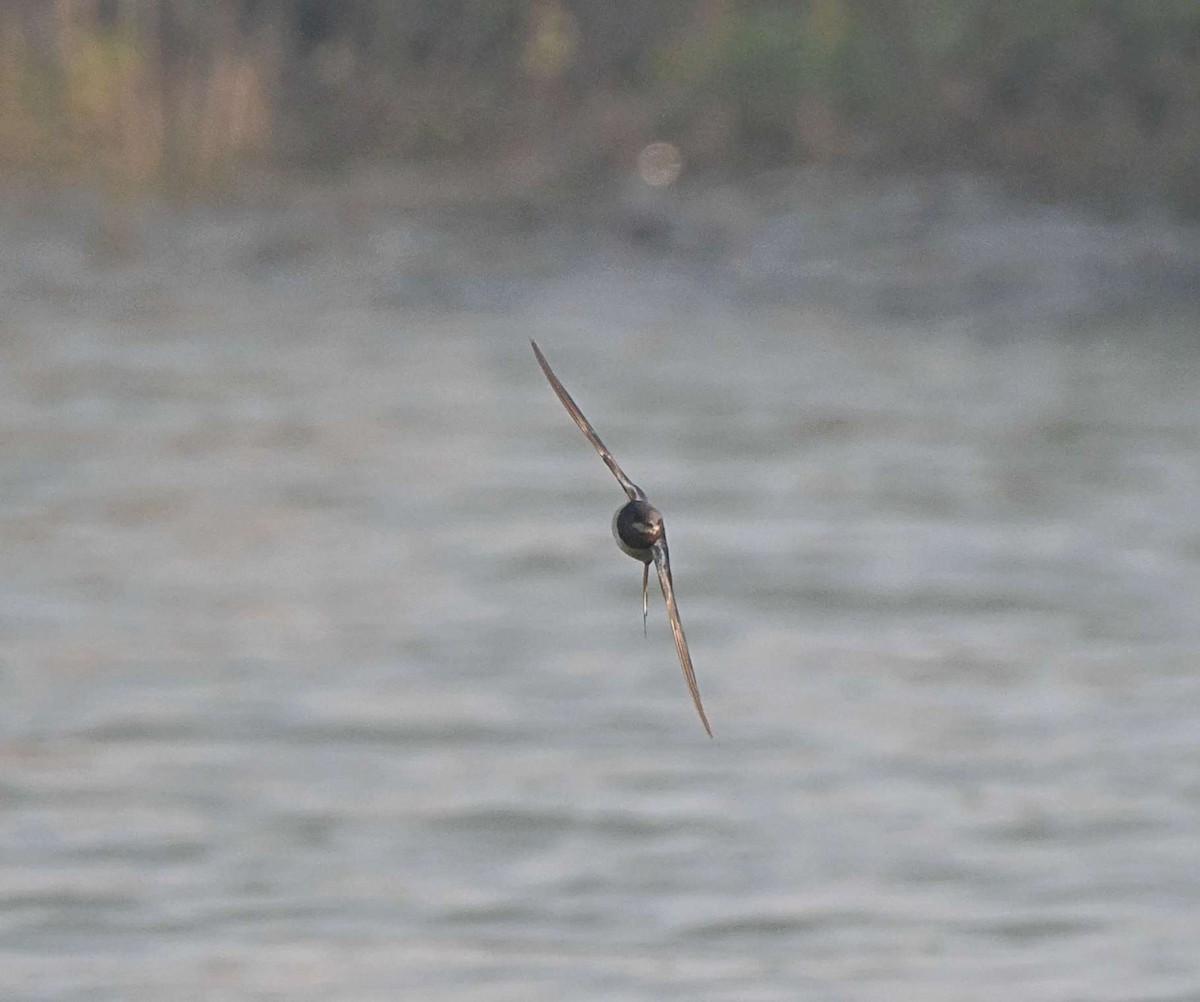 Kır Kırlangıcı - ML646568941