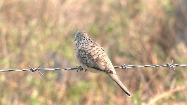 Peaceful Dove - ML646568942