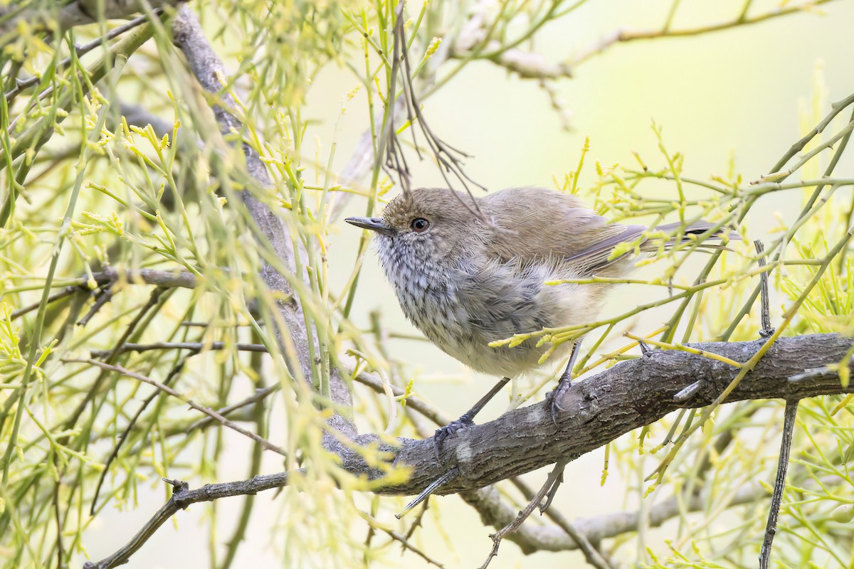 Kahverengi Dikengaga - ML646568943