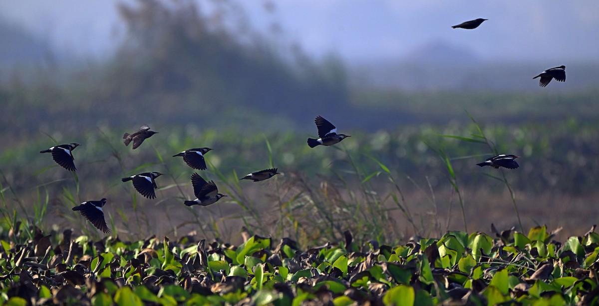 印度鵲椋鳥 - ML646568944