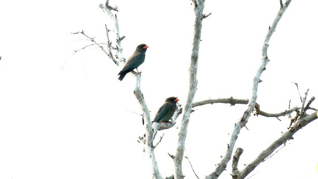 Dollarbird - ML646568946