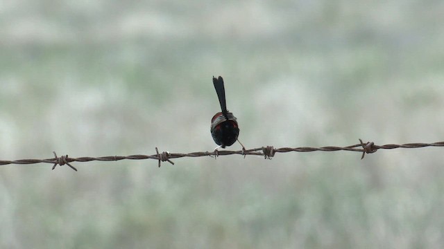 Red-backed Fairywren - ML646568947