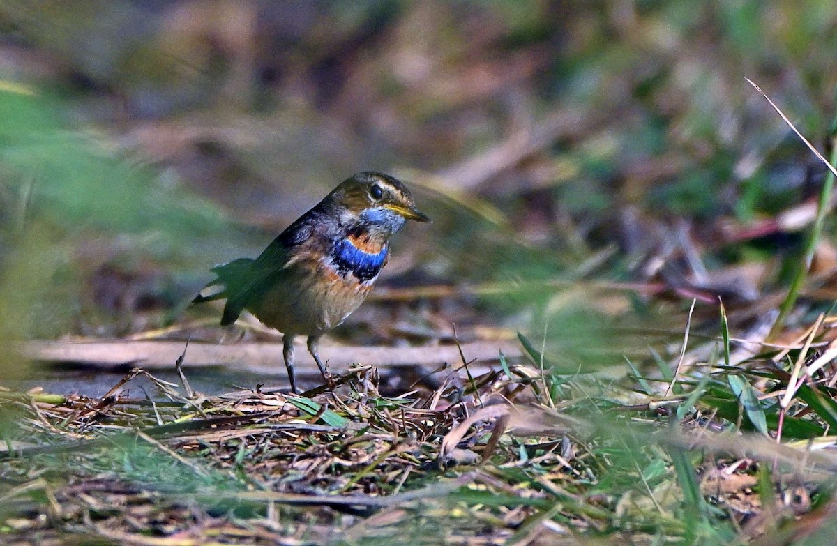 Bluethroat - ML646568954