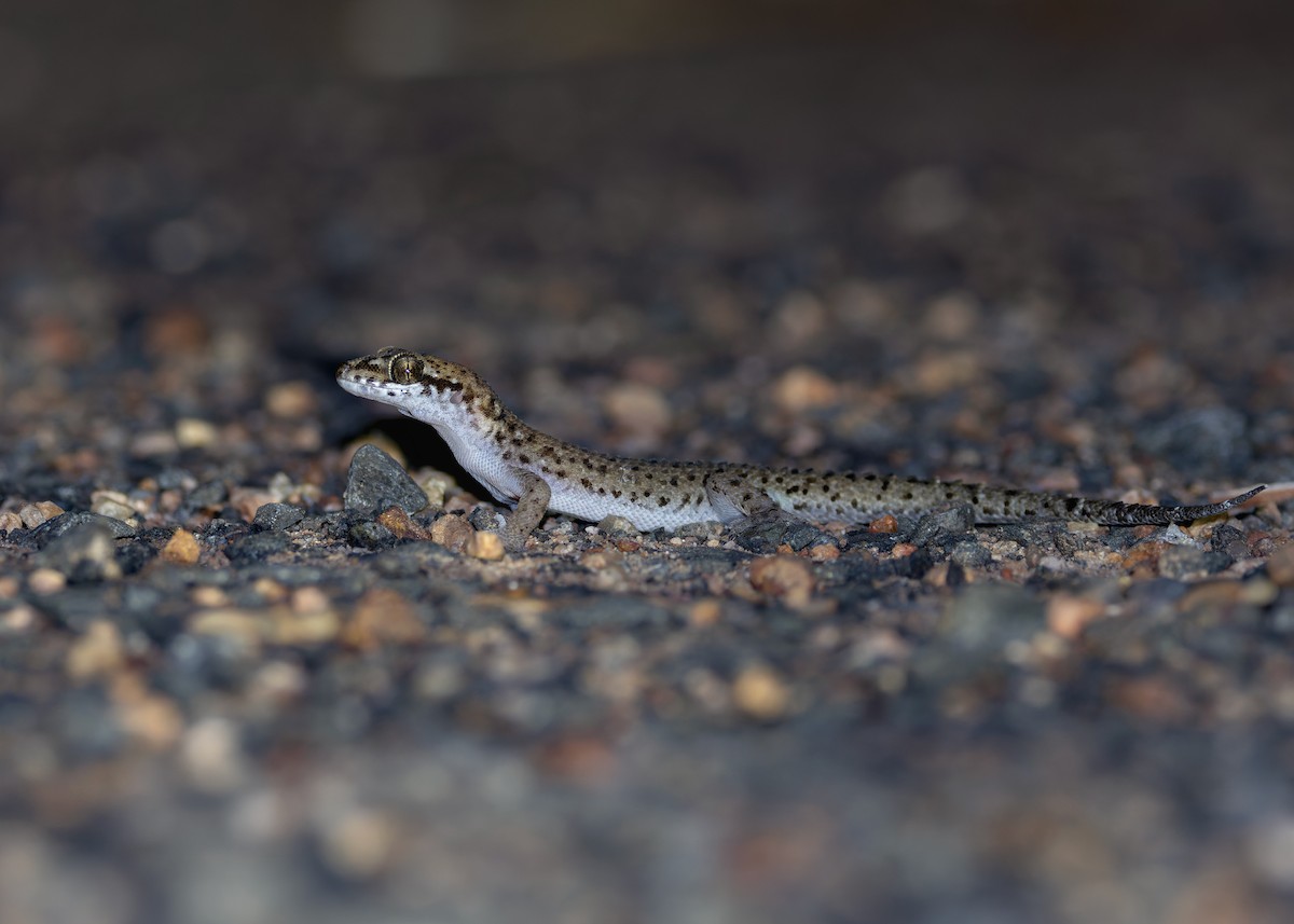 Mekong Leaf-toed Gecko - ML646568985