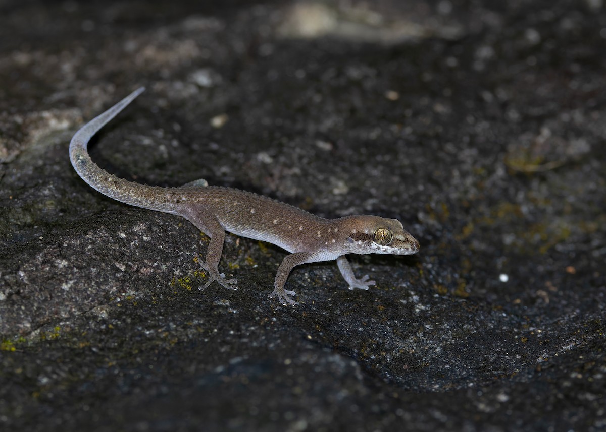 Mekong Leaf-toed Gecko - ML646568986