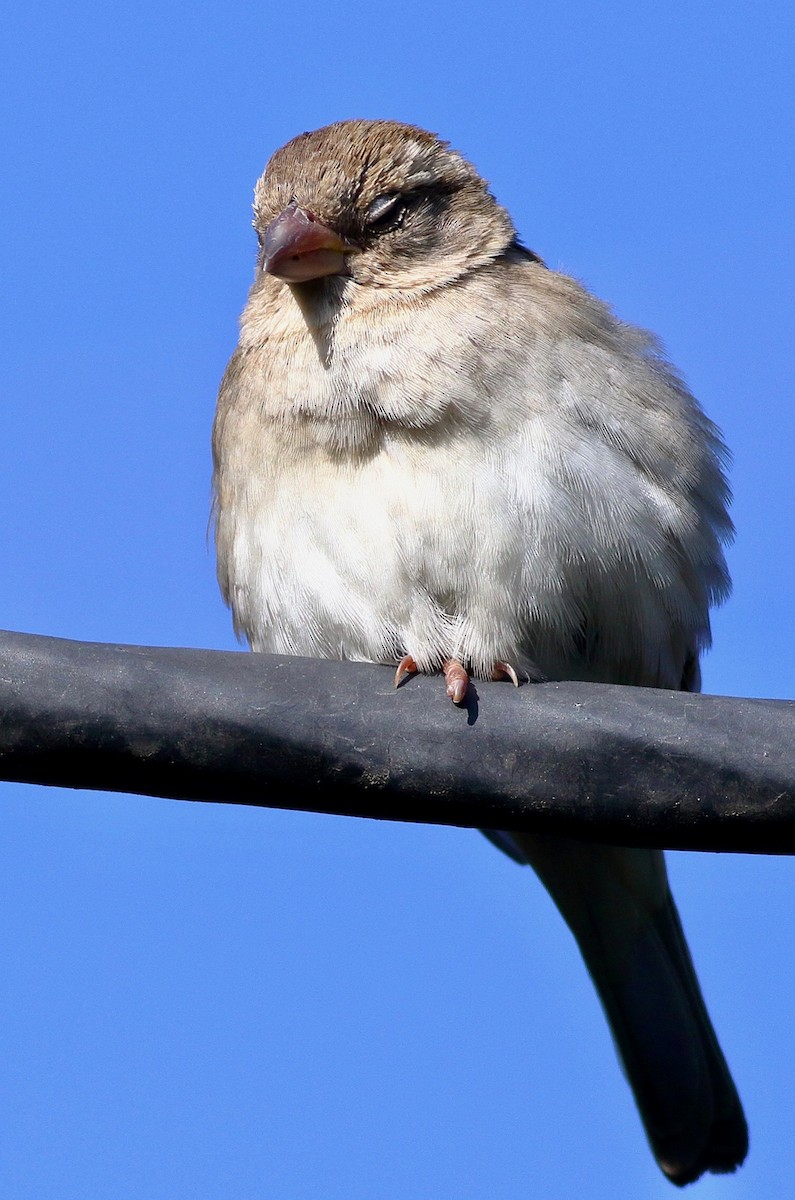 House Sparrow - ML646568987