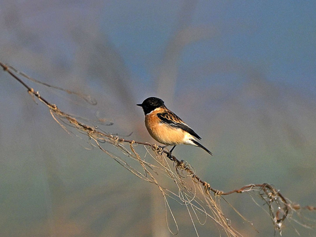 Siberian Stonechat - ML646568988