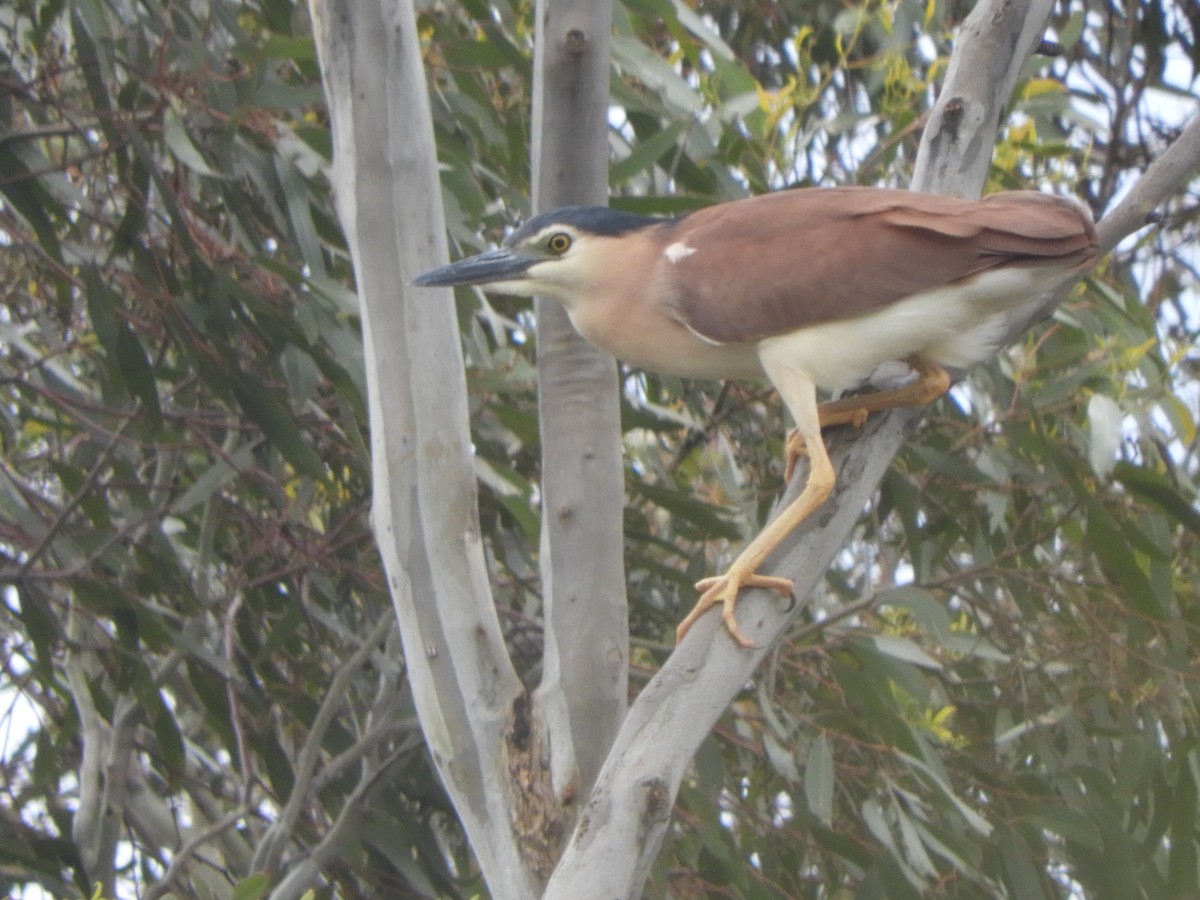 Nankeen Night Heron - ML646568990