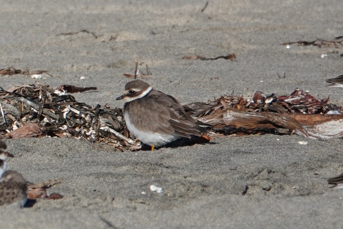 Common Ringed Plover - ML646568992