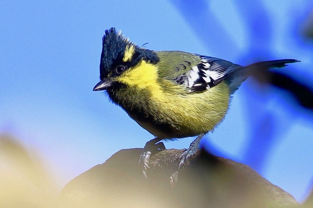 Indian Yellow Tit - ML646568994