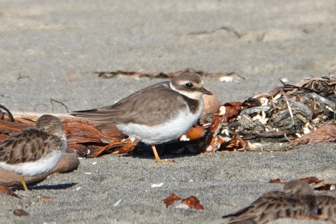 Common Ringed Plover - ML646568996