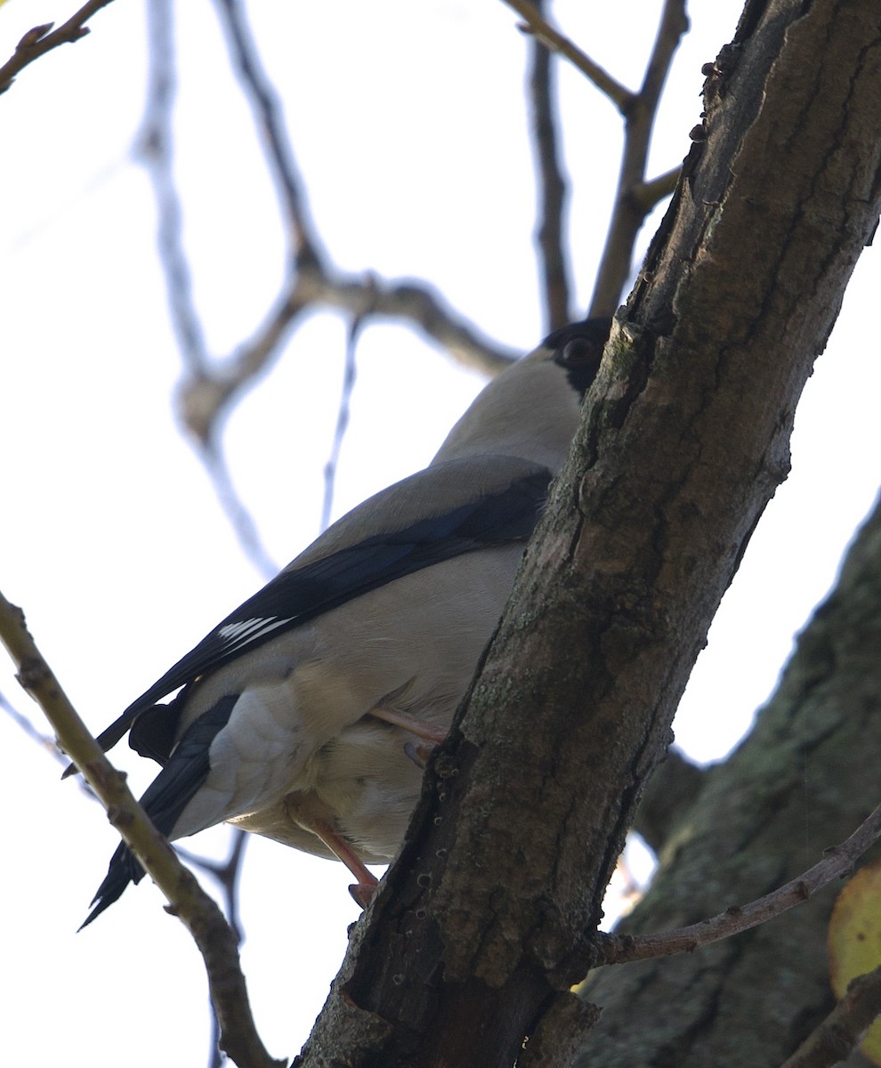 Japanese Grosbeak - ML646568997